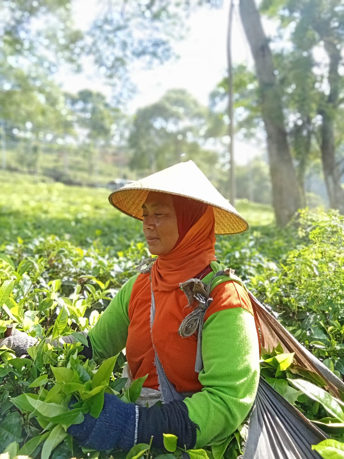 Seorang pekerja teh divisi tanaman