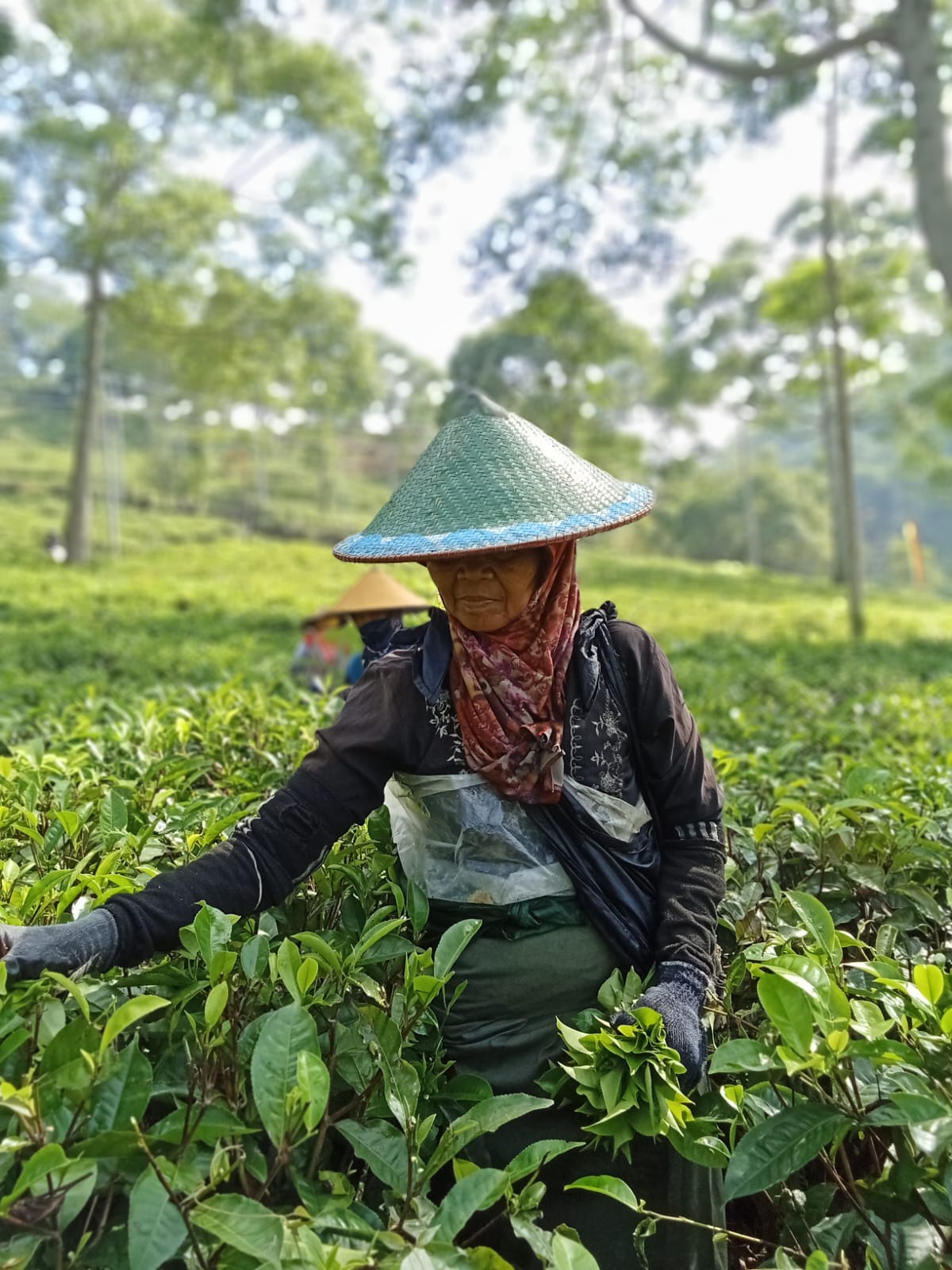 Seorang pekerja teh divisi tanaman