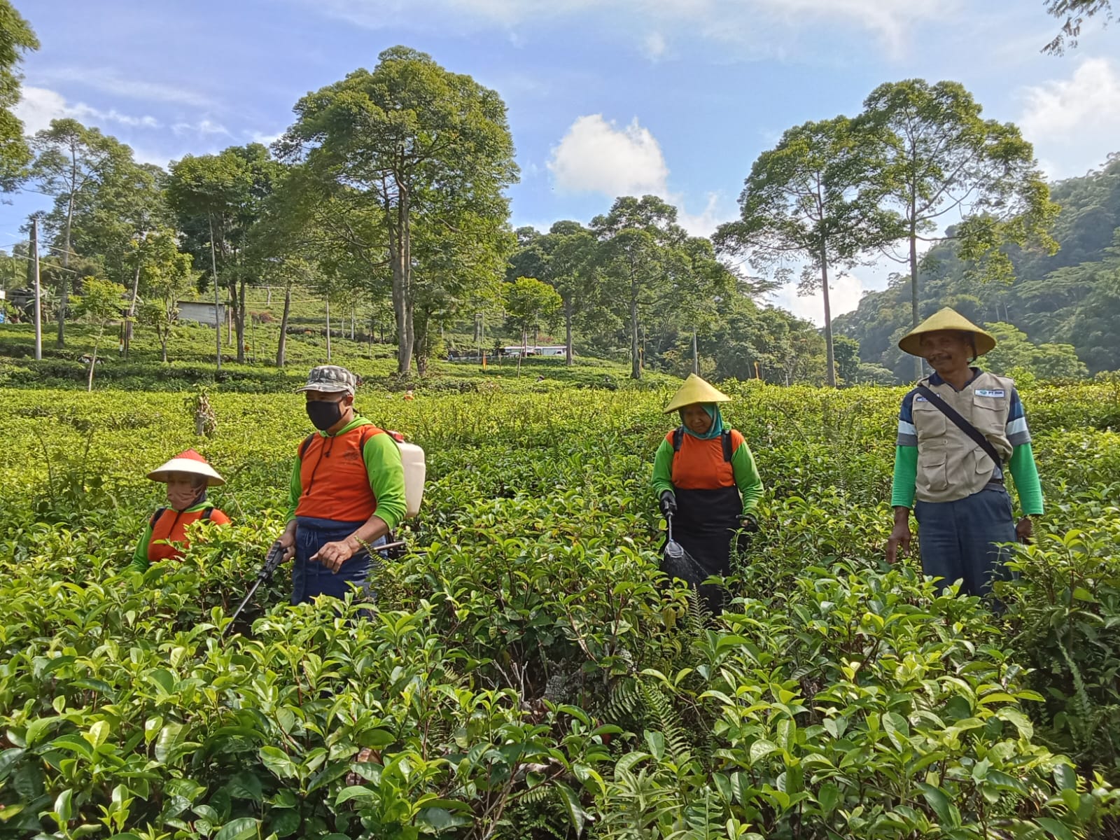 Pekerja pt rsk yang sedang berada di kebun teh