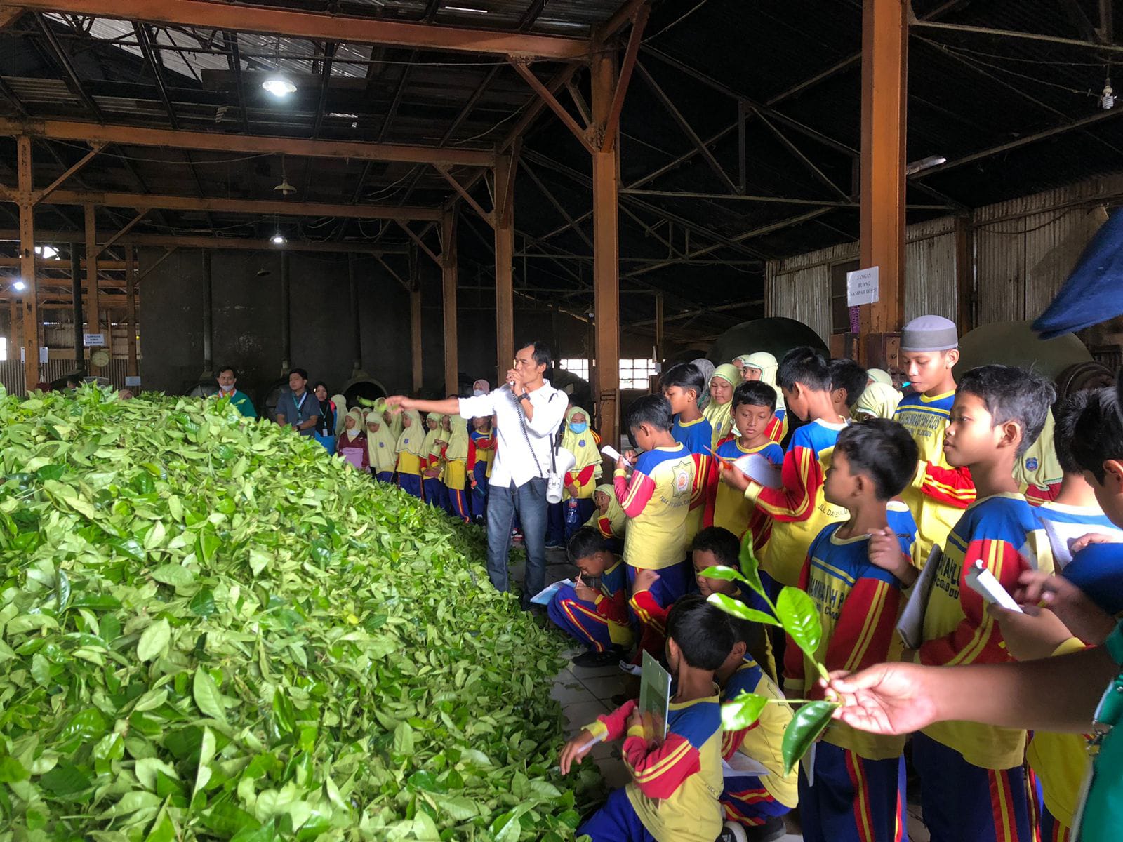 kebun teh pt rumpun sari kemuning dan gunung lawu